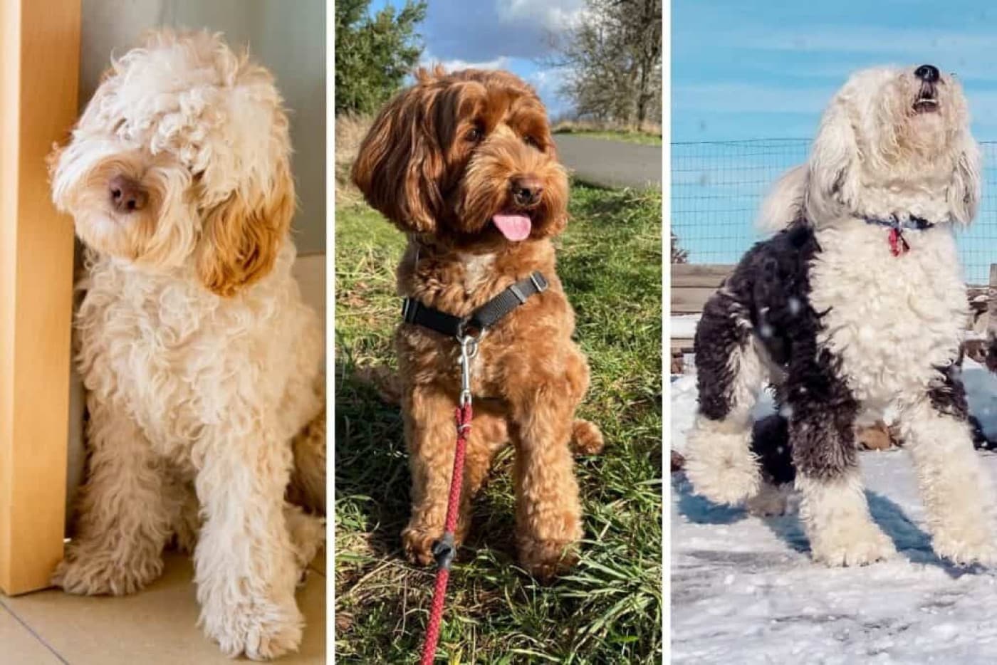 En Popüler 5 Doodle Köpek Irkını Tanıyın - En Popüler 5 Doodle Köpek Irkını Tanıyın Doodle köpek ırkları son derece popüler hale geldi.Onlara televizyonda rastlamış veya doodle sahibi bir arkadaşınız olabilir.Dünya çapında ün kazandıktan sonra, doodle köpekler, sahip olunması gereken melez köpeklerdir. Eğer doodle sahibi birini tanıyorsanız size eğitilebilir, sevecen ve zeki olduklarını söyleyeceklerdir.Onlarla ilgili en iyi şey, en iyi kalıtsal genleri almış
