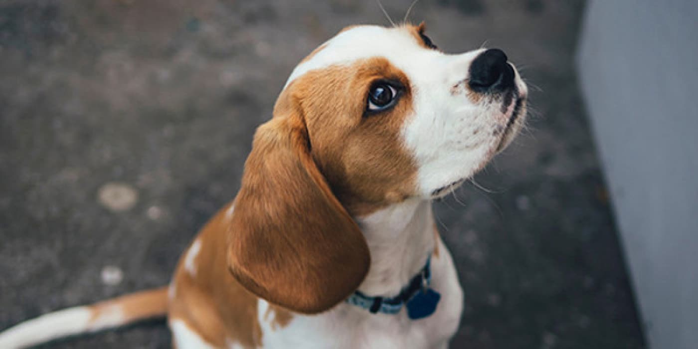 Güneş Çarpması Belirtileri - Hem köpekler hem de insanlar yaz aylarında dışarıda vakit geçirmekten hoşlanırken, köpekler için sahipleri buna dikkat etmelidir: sıcak çarpması, yavru köpeğinizi acil ilk yardım olmadan öldürebilir. Vücut ısısını güvenli bir aralıkta tutamadığında, sıcak çarpması evcil hayvanları sadece 15 dakika içinde öldürür. Yavru köpekler serinlemek için terleyemez. Nefes nefese, hızlı bir soğuk dış hava değişimi sağlar
