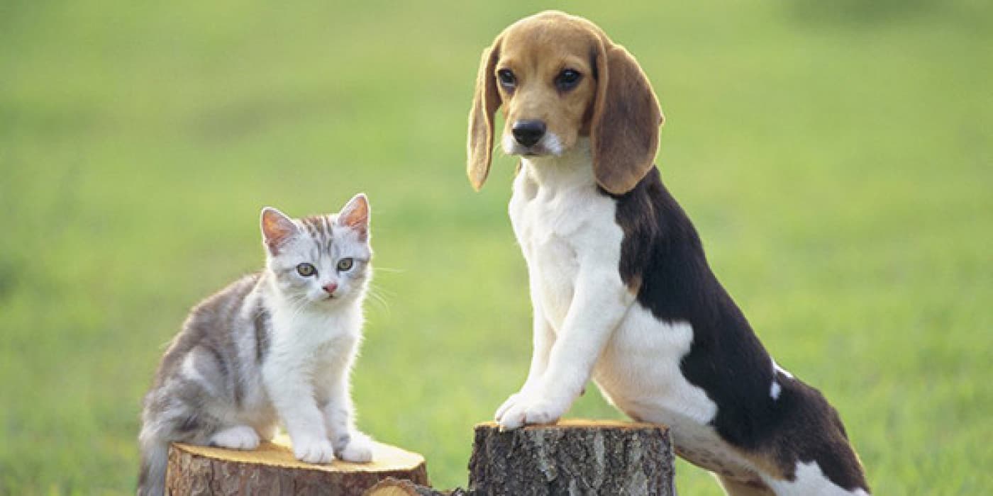 Hayvan Hakları Yasalarına Bağlı 8 Ülke - Bir hayvana kötü muamele edildiğini görmek gerçekten acı vericidir ve farklı ülkelerin hayvan istismarıyla başa çıkmak için kendi farklı yolları bulunmaktadır. İşte dünyanın dört bir yanından hayvanların yaşaması için en ideal ülkelerden bazıları. 1. Avusturya Avusturya Hayvanları Koruma Yasası’na göre (2004) hayvan yaşamının önemi insan yaşamının önemine eşittir. Avusturya, tüm dünyada hayvanlar için en ideal
