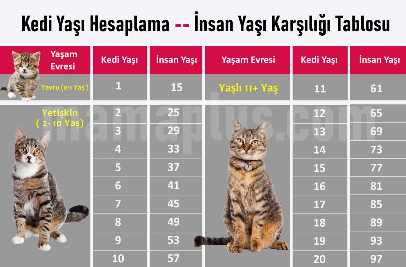 Kedi Yaşı Hesaplama | İnsan Yaşı Karşılığı Tablosu [2025] - Kedin Kaç Yaşında? Gerçek Yaşını Hesaplamak İçin Bilmeniz Gereken Her Şey Kedinizin yaşını biliyor musunuz? Kedi yaşı hesaplama, sahiplenen veya veteriner geçmişi olmayan kediler için önemli bir sorudur. Ancak kedilerin yaşını anlamak için bazı ipuçları vardır ve bu ipuçları sayesinde kedinizin yaşını insan yaşıyla kıyaslayarak tahmin edebilirsiniz. Bu yazıda, kedilerin yaşını belirlemenin en güvenilir yollarını,