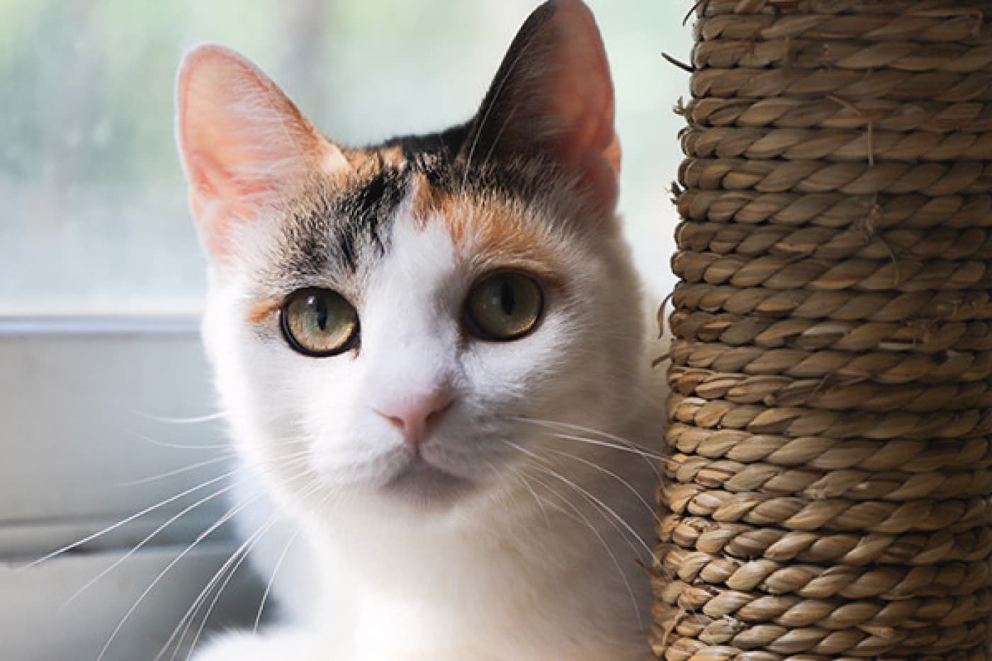 Kedilerde Bayılma - Kedilerde Bayılma Nedir? Bayılma, bilinç kaybına ek olarak fiziksel bozulmaya neden olan bir durum olan senkop olarak bilinir. Kediler bazen oksijen ve besin eksikliğinden kaynaklanan beyne giden kan akışındaki azalma nedeniyle geçici olarak bayılabilirler. Sebebe bağlı olarak, kedi saniyeler ila dakikalar içinde iyileşebilir. Bayılma, yaşlı kedilerde gençlere göre biraz daha yaygındır. Ragdoll gibi bazı ırklarda,
