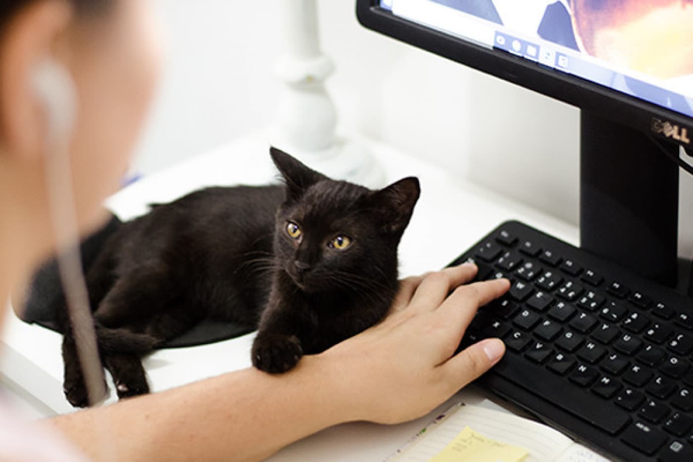 Kedim neden sürekli kaşınıyor? - Kediler için tımarlama normal bir aktivite olarak kabul edilebilir lakin çok fazla kaşınma veya tımarlama, kedinizde daha farklı ciddi bir soruna işaret edebilir. Yazımızın devamında, kedilerde aşırı kaşınmanın yaygın nedenlerinden bazıları öğrenebilirsiniz. Bir kedinin sağlıklı bir yaşam sürmesinin en önemli bir parçası düzenli bakımdır. Düzenli bakıma, sağlıklı beslenmeye rağmen kedinizin normalden daha fazla kaşındığını fark
