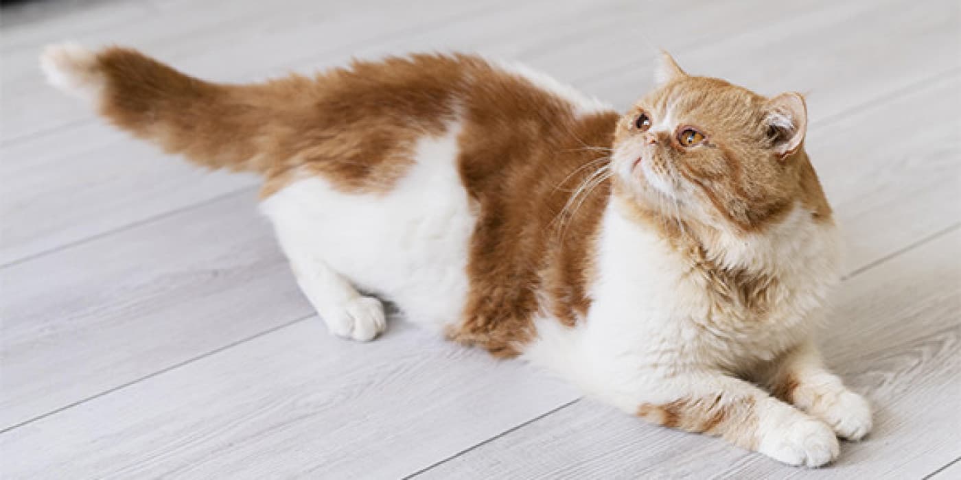 Kedinizin Acı Çektiğinin 7 İşareti - Kedinizin birçok nedenden dolayı acı içinde olup olmadığını anlamak zor olabilir. Kedi sahipleri genellikle kedilerindeki ince ağrı belirtilerini gözden kaçırabilir veya kedileri iştahsızlık ve uyuşukluk gibi daha belirgin belirtiler gösterene kadar fark etmeyebilirler. Bazı durumlarda, kediler ancak uzun bir süre hasta kaldıktan sonra veya çok hasta olduklarında daha belirgin semptomlar gösterirler. Kedinizde gerçekten bir sorun
