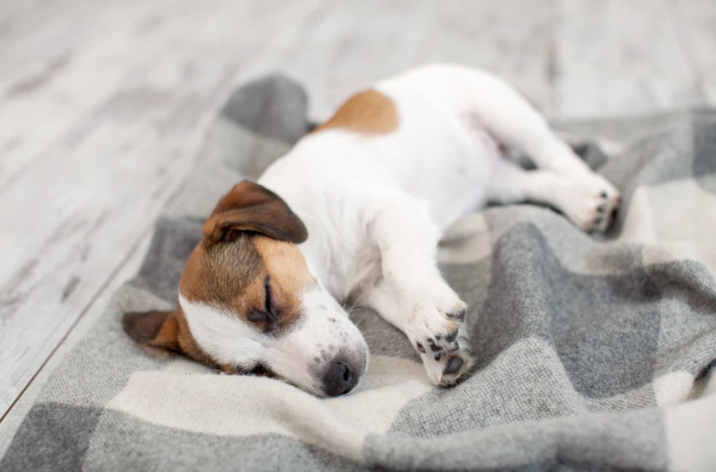 Köpeğiniz İçin Bir Uyku Rutini Oluşturmak - Köpeğiniz İçin Bir Uyku Rutini Oluşturmak Köpeğiniz bütün gece uyanık kalıp dikkatinizi çekmeye çalışırsa fazla dinlenemezsiniz. Yavrunuzu genç yaşta gece uyku rutinine alıştırmak, vücudunuzun ihtiyaç duyduğu uykuyu almanızı sağlayacaktır. Bu, sadece size fayda sağlamakla kalmayacak aynı zamanda bu rutin köpeğinizin hayatı boyunca düzenli kalmasına da yardımcı olacaktır. Peki siz uyuduğunuzda köpeğinizin de uyumasını nasıl sağlayabilirsiniz?
