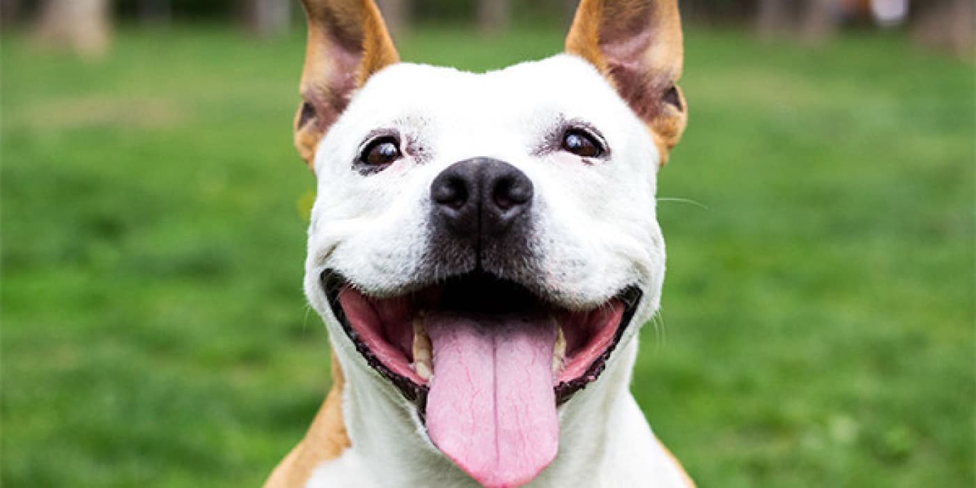 Köpeğinizin Sizi İzlemesinin Nedenleri? - İzlendiğinizi fark etmek komik bir duygu. Siz dişlerinizi fırçalarken, kahvaltınızı yerken veya yatakta kitap okuyarak vakit geçirirken köpeğinizin size baktığını fark etmek daha da tuhaftır. Bir köpek tarafından bakılmak, bir kişi tarafından bakılmaktan daha az rahatsız edici olsa da yine de tuhaf! Köpeğinizin sizi izlemesinin birçok nedeni var. Hasret Dolu Gözler: Köpeğiniz Bir Şey İstiyor
