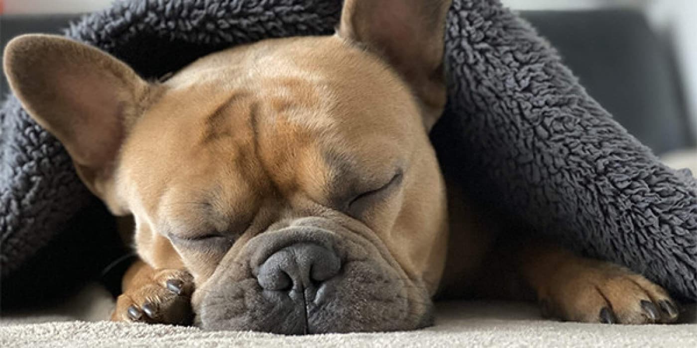 Köpekler Neden Çok Uyur? - Köpeklerin gece boyunca uyuması normaldir ve birçok köpek de günün çoğunu uyuyarak geçirir. Biz insanlar karanlıkta uyumaya alışkın olsak da köpeklerimizin gün boyunca uyumasını biraz tuhaf buluyoruz. Yine de köpekler neden bu kadar uyur? Köpekler Neden Bu Kadar Çok Uyuyor? Ulusal Uyku Vakfı’ndaki uzmanlara göre, köpeklerin günlerinin yaklaşık %50’sini uykuda geçirmeleri normaldir. Günün bir diğer
