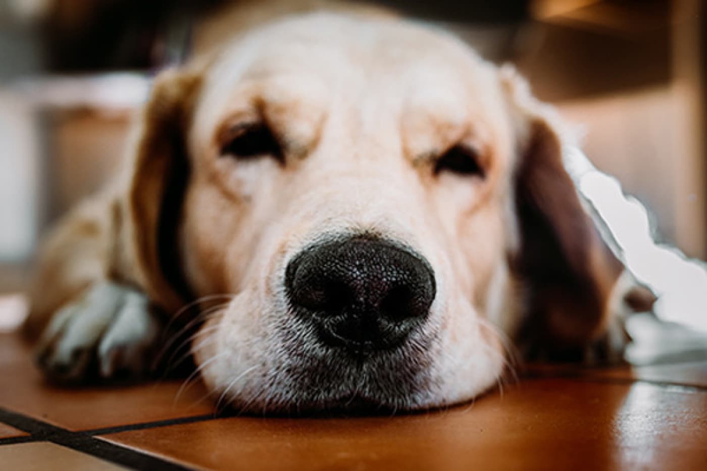 Köpeklerde Addison Hastalığı - Köpeklerde Addison Hastalığı Nedir? Köpeklerde Addison hastalığı (hipoadrenokortisizm olarak da adlandırılır), köpeğinizin adrenal bezleri yeterli düzeyde kortikosteroid hormonu üretmediğinde ortaya çıkar. Teşhis ve uygun şekilde tedavi edilirse, bu köpekler uzun ve mutlu bir hayat yaşayabilir. Adrenal bezler böbreklerin yanında iki küçük bezdir. Bezler, sözde “stres” hormonları da dahil olmak üzere kortikosteroid hormonları üretmekten sorumludur. Farklı
