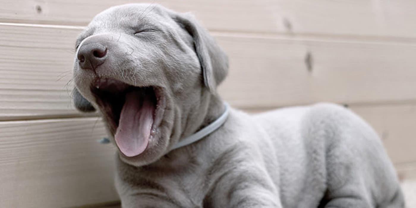 Köpeklerde Kusma - Kusmanın söz konusu olduğu yerlerde yetişkin köpekler ile yavru köpekler arasında önemli bir ayrım vardır. Yetişkin bir köpeğin hafif kusması bekle ve gör yaklaşımını gerektirebilir, ancak çok genç bir köpekte kusma her zaman potansiyel olarak ciddidir. Çünkü yavru köpekler hızla susuz kalabilir ve kritik elektrolitleri kaybedebilir. Kusan bir köpeği veterinere götürmek için çok fazla beklemeyin.
