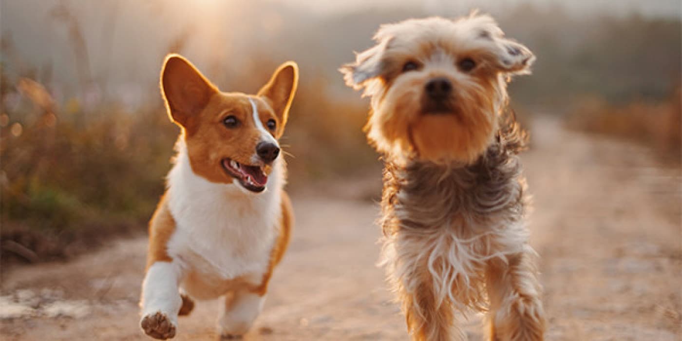 Köpeklerde Saldırganlık Nasıl Çözülür? - Agresif bir köpeğin yanında olmak korkutucu bir deneyim olabilir. Genellikle uysal ve arkadaş canlısı bir köpek de birden agresifleşebilir, hırlayıp dişini gösterebilir, işte bu daha da korkutucudur. Bu durum aşırı bir hale gelirse, köpek sizi ya da iyi tanıdığı ve daha önce hiç karşı çıkmadığı bir aile üyesini bile ısırabilir veya saldırabilir. Peki köpeğiniz bu
