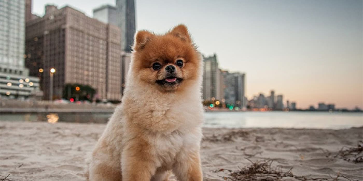 Küçük Irk Köpek Sendromu - Küçük köpek sendromu, küçük köpekler tarafından sergilenen bir dizi davranışa, küçüklüğün neden olduğu herhangi bir eksikliğin üstesinden gelme etkisine sahip davranışlara verilen addır. Gösterilen tipik davranışlar şunları içerir: Heyecan verici davranış Sahiplerin, diğer insanların veya köpeklerin üzerine atlamak İnsanlara veya diğer köpeklere hırlamak Algılanan tehditlerde ağlama veya ısırma Daha büyük köpeklerden kaçınma veya korku, tipik
