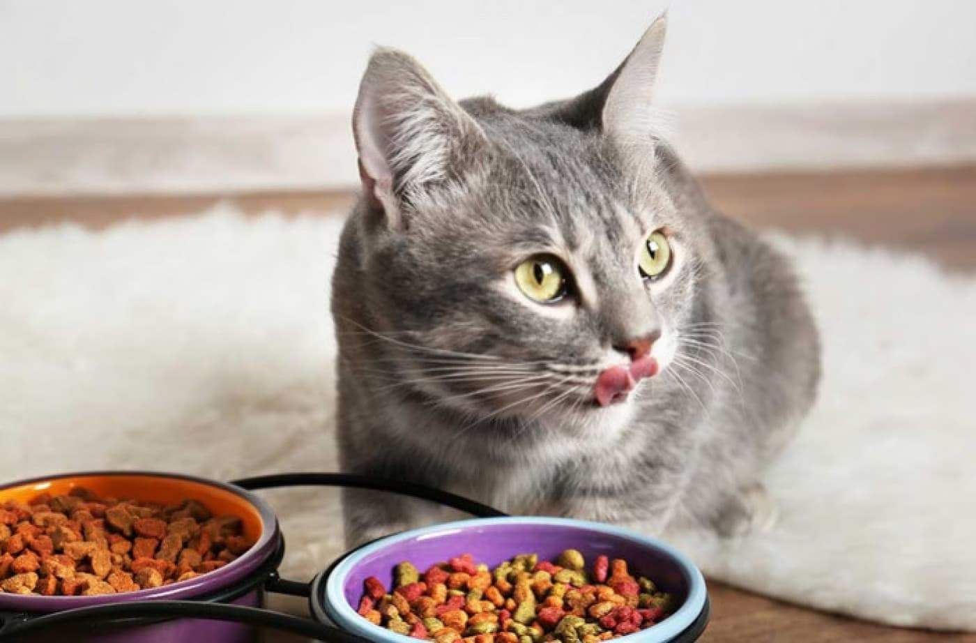 MamaPlus Kuru Kedi Mamaları - MamaPlus Kuru Kedi Mamaları Doğru kedi mamasını kullanmak, 1 yaşını geçmiş kediniz için çok önemlidir. Doğru markayı ve aromayı seçmek için kedinizi iyi tanımanız gerekir. Onun yeme alışkanlıklarını ve karakterini daha önceden bilmek, mama seçerken size yardımcı olacaktır. Kuru kedi mamaları, kediler için doğru besinlerdir. Kedinizin doğru beslenme düzeni için kuru mama tercih etmelisiniz. Kedinizin
