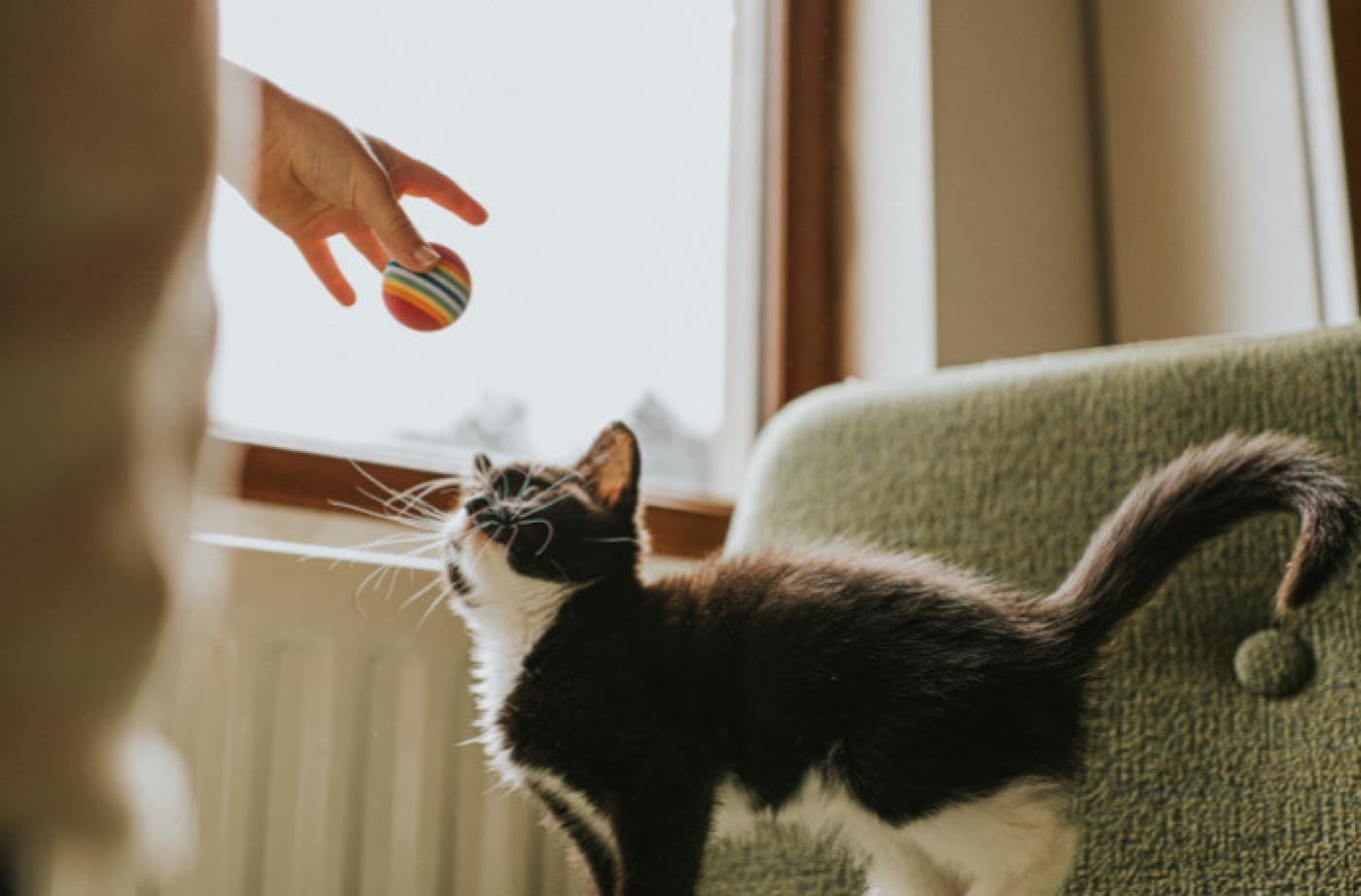 Patili Dostunuzun Seveceği Basit Oyunlar - Patili Dostunuzun Seveceği Basit Oyunlar Kediler için basit ve eğlenceli oyunlar oynamak, hem onların zihinsel hem de fiziksel sağlıklarını desteklemeye yardımcı olabilir. İşte kedilerin sevebileceği bazı basit oyun fikirleri: Buruşuk Kağıt: Adından da anlaşılacağı üzere, sadece bir kağıdı top haline getirin ve zemine doğru yuvarlayın. Gerisini sevimli kedinize bırakın. Çoğu kedi, buruşuk kağıdın sesine direnemez ve
