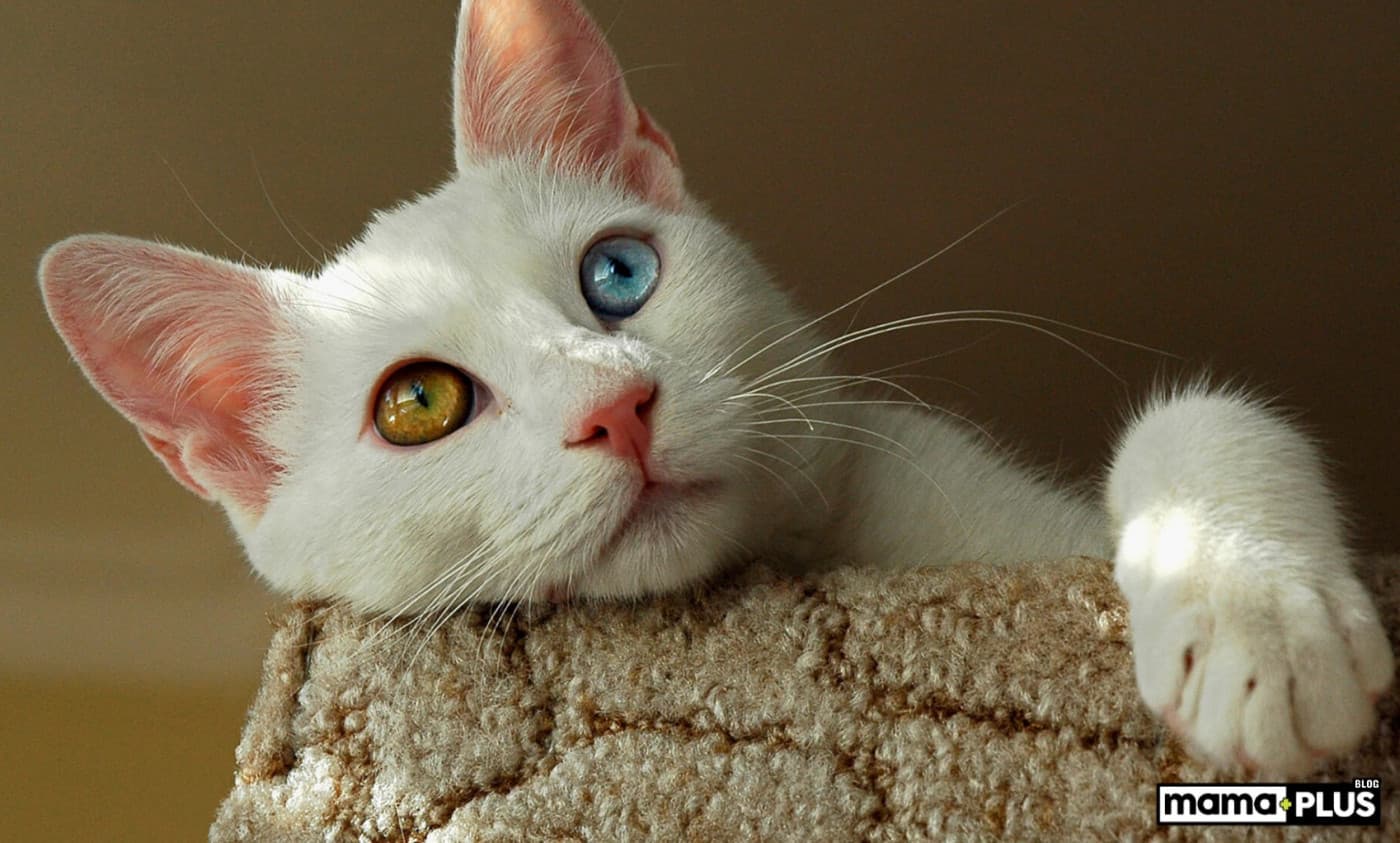 Kedilerin sık sergilediği 6 davranış - Sevimli dostlarımızın sergilediği davranışların sebebini merak ediyor musunuz? Bu yazımızda sizlere kedilerin sık sergilediği 6 davranışı derledik. 1. Mırıldanma: Bir kedinin mırıldanması, genellikle bir memnuniyet ve mutluluk işaretidir. Ancak kediler gergin ve tedirgin olduğunda ya da yaralandıklarında veya ölmeye yakınken de mırladıkları gözlemlendi. 2. Uyku: Kediler çok uyur! Aslında, günde ortalama 16 saat uyuyarak geçiriyorlar. Bu
