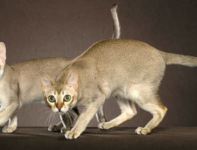 Singapur Kedisi Özellikleri, Bakımı, Beslenmesi ve Eğitimi