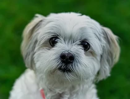 En Sağlıklı Köpek Irkları Hangileridir?