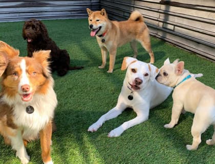 En Zeki 10 Köpek Cinsi