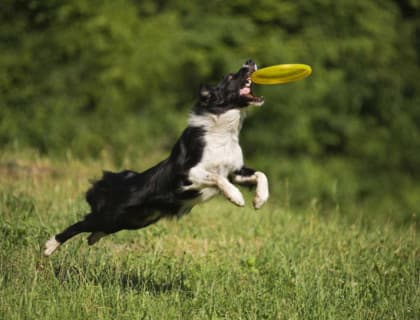 Enerjik Köpeğinizle Aktif Kalmak