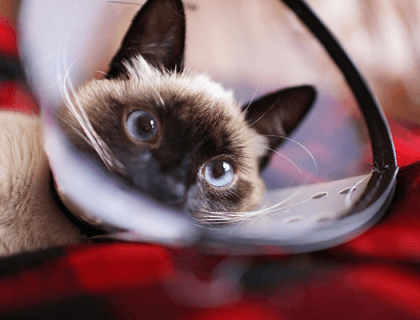 Kedi Gelişiminde Mamanın Önemi