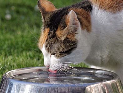 KEDİ SU KABI NASIL OLMALI?