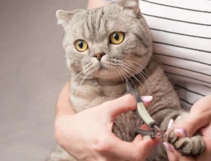 Kedi Tırnağı Nasıl Kesilir?