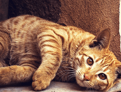 Kedi ve Köpeklerde Menopoz