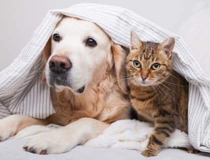 Kediler ve Köpekler Neden Kusar?