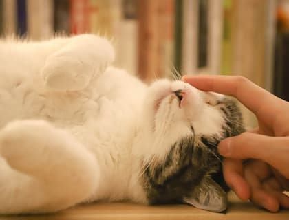 Kedilerde Hiperparatiroidizm