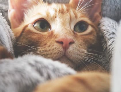 Kedilerde Yüksek Tansiyon (Hipertansiyon)