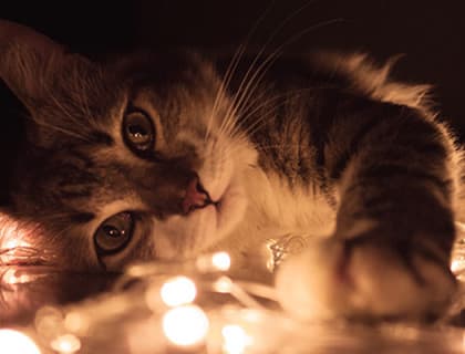 Kedim Neden Üzerime İşiyor?