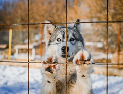 Köpek Demansının 7 Belirtisi