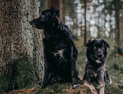 Köpekler Panik Atak Olabilir mi?