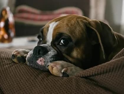 Köpeklerde Akciğer Ödemi ve Nedenleri?