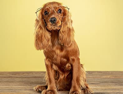 Köpeklerde Hıçkırık