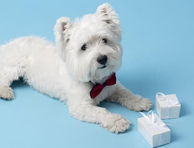 Köpeklerde Veteriner Bakımı