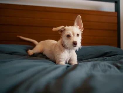 Köpeklerin Dişleri Fırçalanır mı?