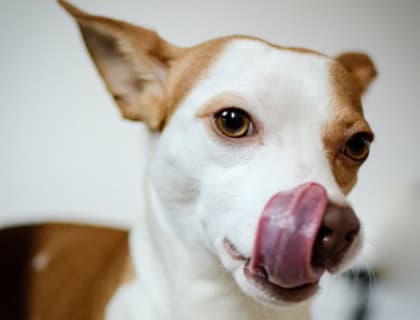 Köpeklerin Yalama Güdüsü Neden Kaynaklanır?