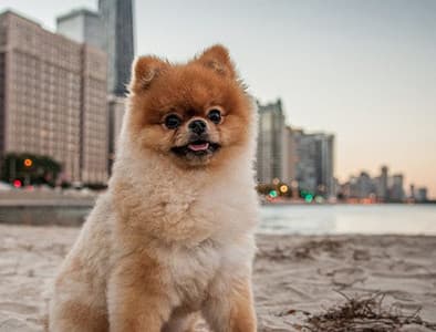 Küçük Irk Köpek Sendromu