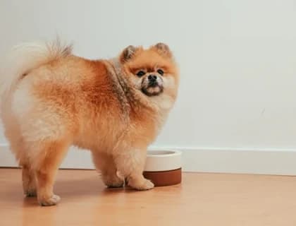 Küçük Irk Köpekler Nasıl Beslenmeli