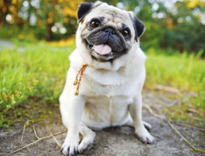 Sağlıklı Köpek Sindirimi
