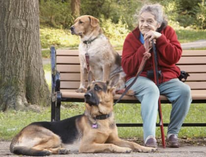 Yaşlılar İçin En İyi Köpek Irkları