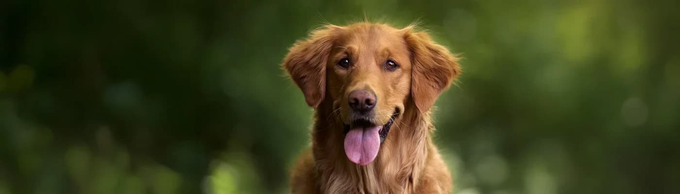 Köpeklerde Kemik ve Eklem Sağlığını Desteklemenin 5 Yolu - Köpeklerin yaşam kalitesi, yalnızca enerjileri ve mutluluklarıyla değil; aynı zamanda hareket kabiliyetleriyle de doğrudan ilişkilidir. Özellikle yaş ilerledikçe veya genetik yatkınlık söz konusu olduğunda kemik ve eklem sağlığı daha da kritik hale gelir. Günlük yaşamda uygulanabilecek doğru adımlar sayesinde köpeğinizin daha konforlu, aktif ve uzun bir yaşam sürmesine katkı sağlayabilirsiniz. İşte köpeklerde kemik ve eklem sağlığını desteklemenin 5 etkili yolu: