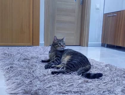 Kedim Kabının Dışına Çişini ve Kakasını Yapıyor? Çözümünü Buldum...