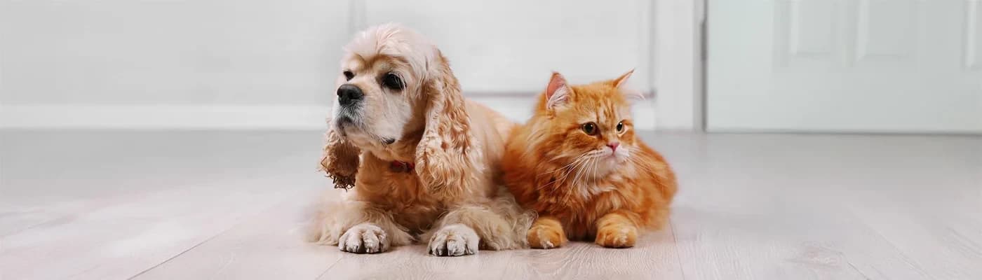 Mevsimsel Geçişler: Sıcak/Soğuk Havalarda Porsiyon ve Rutin Ayarı - Mevsimler değişir, ihtiyaçlar da