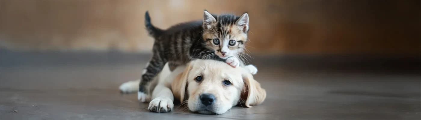 Uzun ve Sağlıklı Bir Yaşam İçin Özelleştirilmiş Mama Neden Önemli? - Hepimiz patili dostlarımızla geçirdiğimiz her anın değerli olduğunu biliriz. Onların yaşam süresini uzatmak, bu süre zarfinda da yaşam kalitelerini en üst düzeyde tutmak, her evcil hayvan sahibinin nihai arzusudur. Bu amaca ulaşmanın en temel yolu ise, beslenmedir. Ancak genel mamaların sunduğu çözümler, uzun vadeli sağlık hedeflerinize ulaşmakta yetersiz kalır.