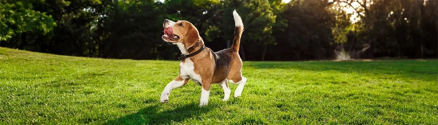 Seçici Köpeklerde Doğru Beslenme Nasıl Olmalı? - Köpeğiniz mama kabının başına geliyor, bir kokluyor, sonra size bakıp arkasını dönüyor mu?
Ya da dün severek yediği mamayı bugün ağzına bile sürmüyor mu?