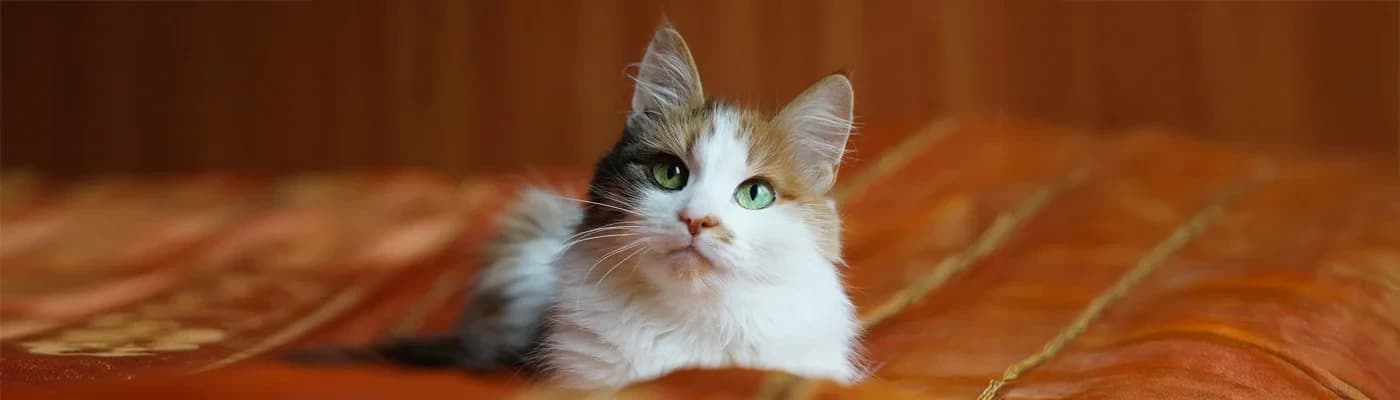 Hassas Kediler İçin Mama Seçerken Nelere Dikkat Edilmeli? - Kediniz mama kabının başına geliyor, kokluyor, bir iki lokma alıp uzaklaşıyor mu? Ya da sık sık kusma, ishal, tüy dökülmesi gibi belirtiler mi gözlemliyorsunuz?