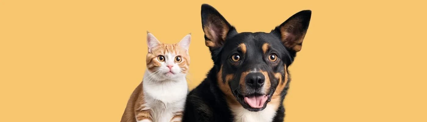 Standart Mama mı, Kişisel Beslenme mi? Patiniz İçin Hangisi Doğru? - Mama kabını doldururken çoğumuz aynı soruyla karşı karşıya kalıyoruz:
“Bu mama onun için gerçekten doğru mu?”