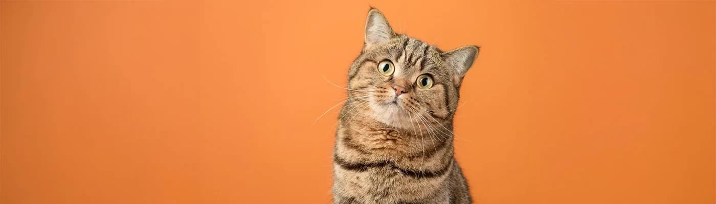 En İyi Kedi Maması Seçme Rehberi: Kediniz İçin Doğru Mamayı Nasıl Bulursunuz? - Bir kediyle yaşamak, her gün küçük ama anlamlı sorular sormayı beraberinde getirir.
“Acaba yeterince iyi besleniyor mu?”,
“Bu mama ona gerçekten iyi geliyor mu?”,
“Daha enerjik olması için ne yapabilirim?”
İşte tam bu noktada birçok kedi sahibi Google’a aynı şeyi yazar: