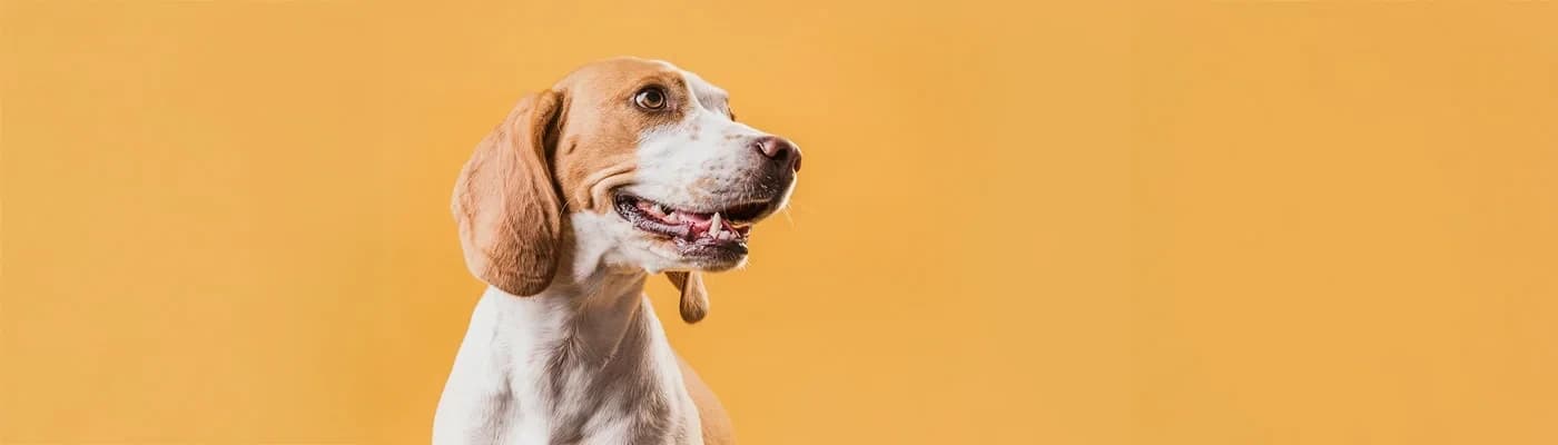 Sindirim Dostu Köpek Maması: Hassas Karınlar İçin Doğru Beslenme Rehberi - Köpeğiniz mamasını yedikten sonra huzursuz mu oluyor?
Gaz, ishal, kabızlık ya da sık sık kusma mı yaşıyor?
Birçok köpek sahibi bu belirtileri gördüğünde önce kendini suçlar:
“Yanlış bir şey mi verdim?”,
“Bu mama ona iyi gelmedi galiba…”