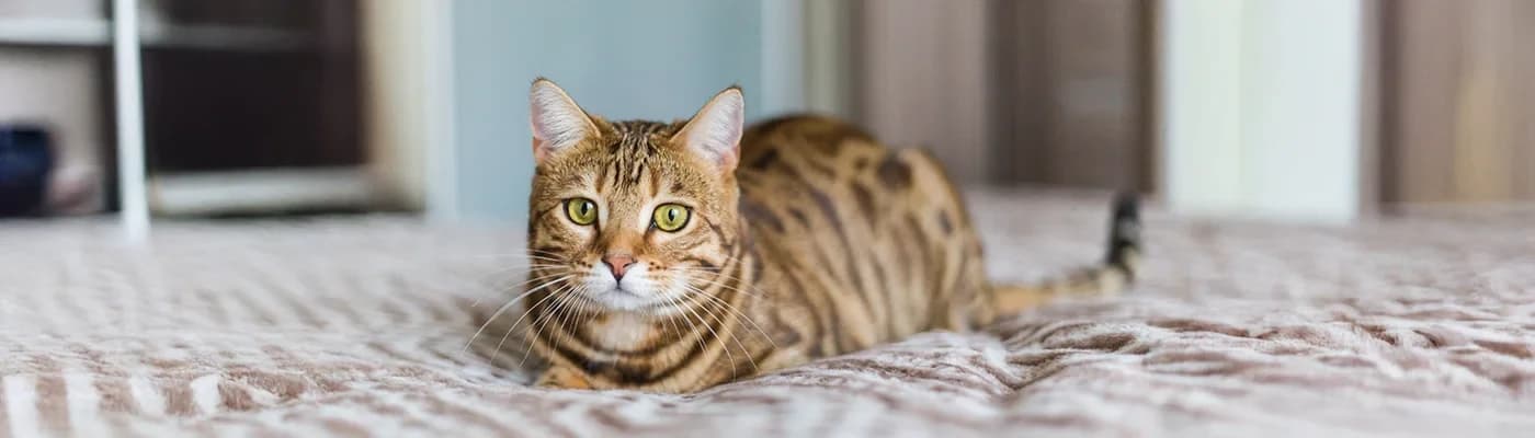 Kedinizin Gerçekten Sevdiği Mamayı Bulmak Mümkün mü? - Bir kediyle yaşıyorsak şunu çok iyi biliriz: Onlar karar verir, biz uygularız.
Mama kabını önüne koyduğumuzda koklayıp arkasını dönmesi, birkaç lokma alıp bırakması ya da günlerce aynı mamayı iştahla yiyip bir sabah aniden reddetmesi… Tanıdık geliyor mu?